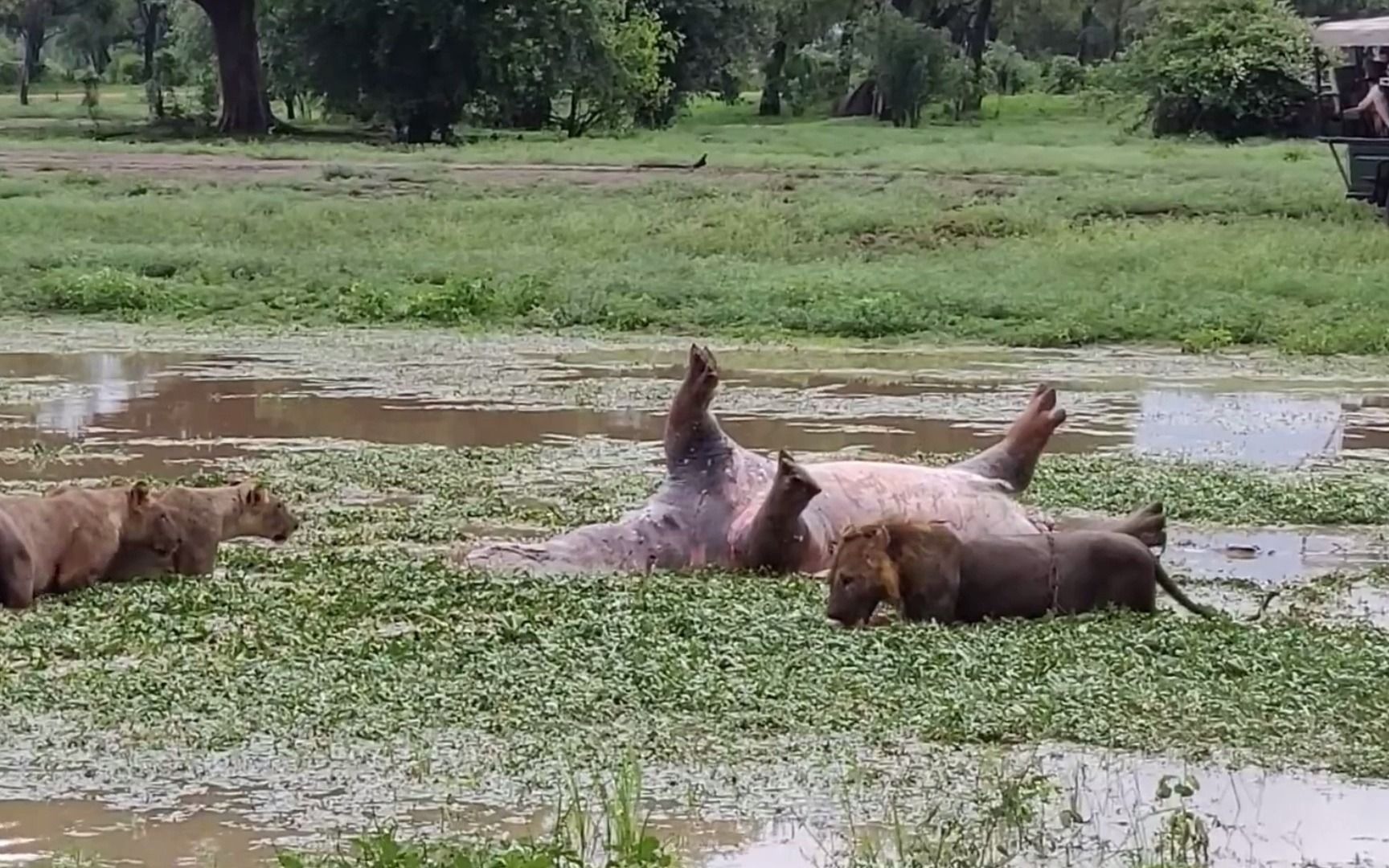 死河马在狮子脸上放屁?这个"生化武器"有点强,狮子一脸懵