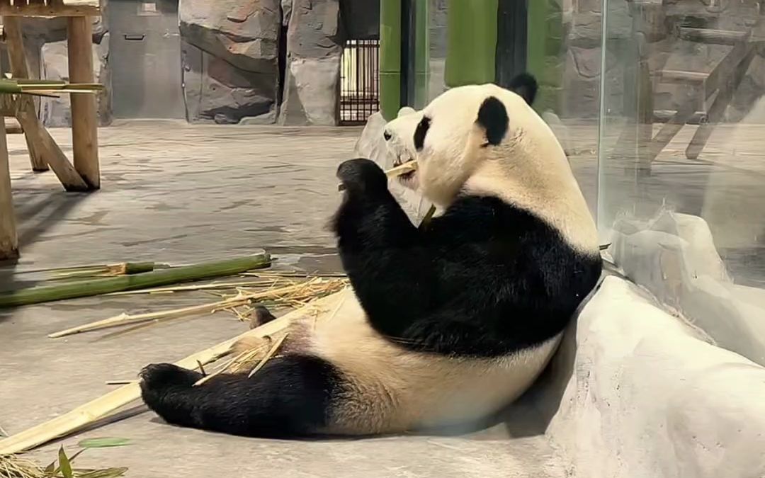 大熊猫靠着墙吃饭,可爱的