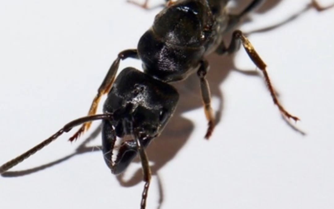 枪盾猛蚁竖版 蚂蚁宠物我见过的最大蚂蚁,你见过的最大的蚂蚁是什么?