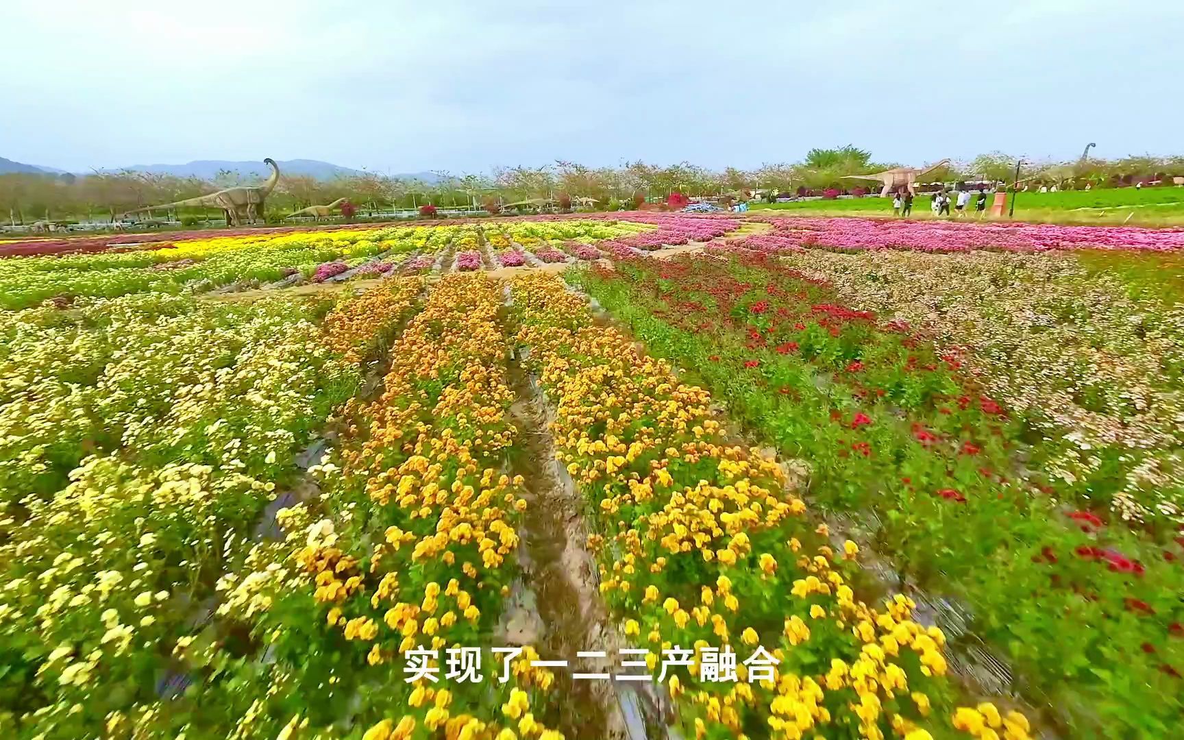 南京农业大学三亚研究院海棠菊花基地哔哩哔哩bilibili