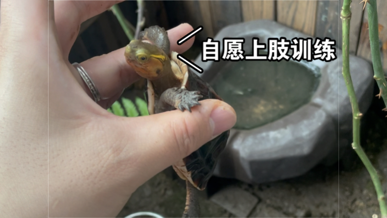 初生主人初生龟(黄缘)