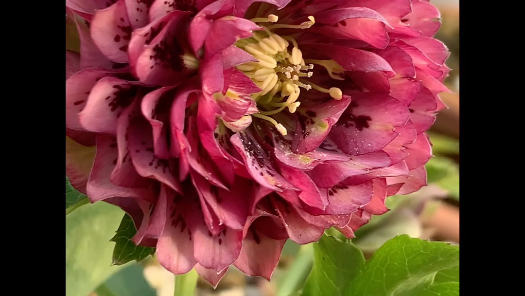 yh24009 喷点克娄巴 dd千重咲.克娄巴特拉系列(早花型咲).