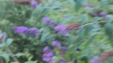 在神农架拍摄到的稀有昆虫:蜂鸟鹰蛾,据说身价好几万!哔哩哔哩bilibili