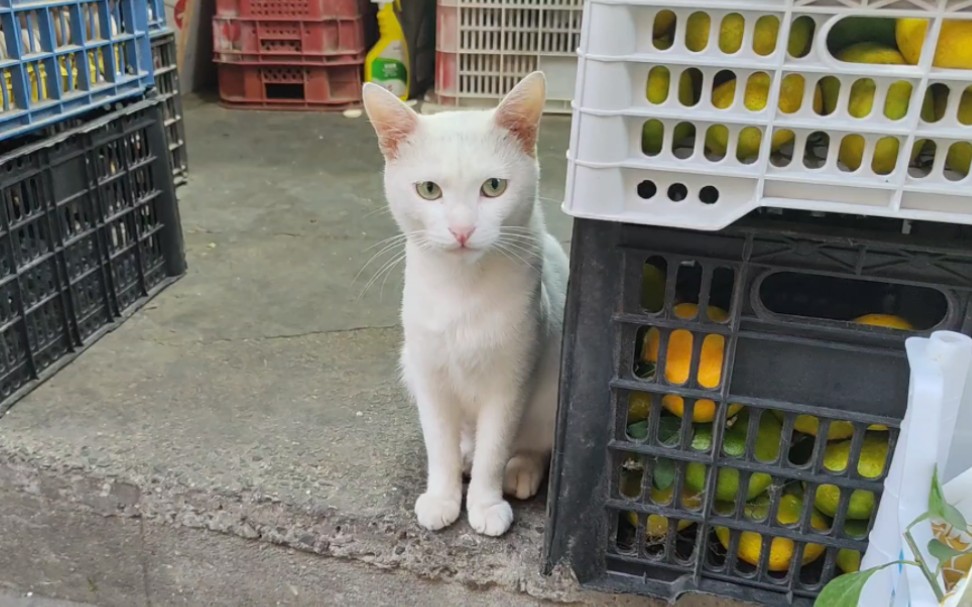 [图]看店的稳重小猫