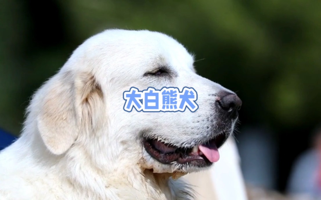 大白熊犬,法国古老犬种的独特魅力!哔哩哔哩bilibili