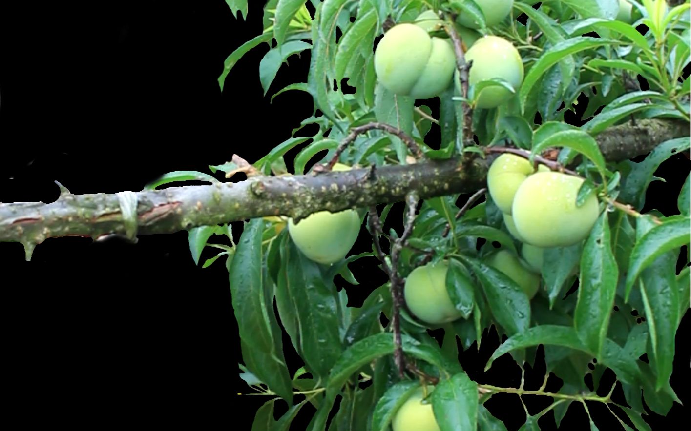 全年李树修剪几次?