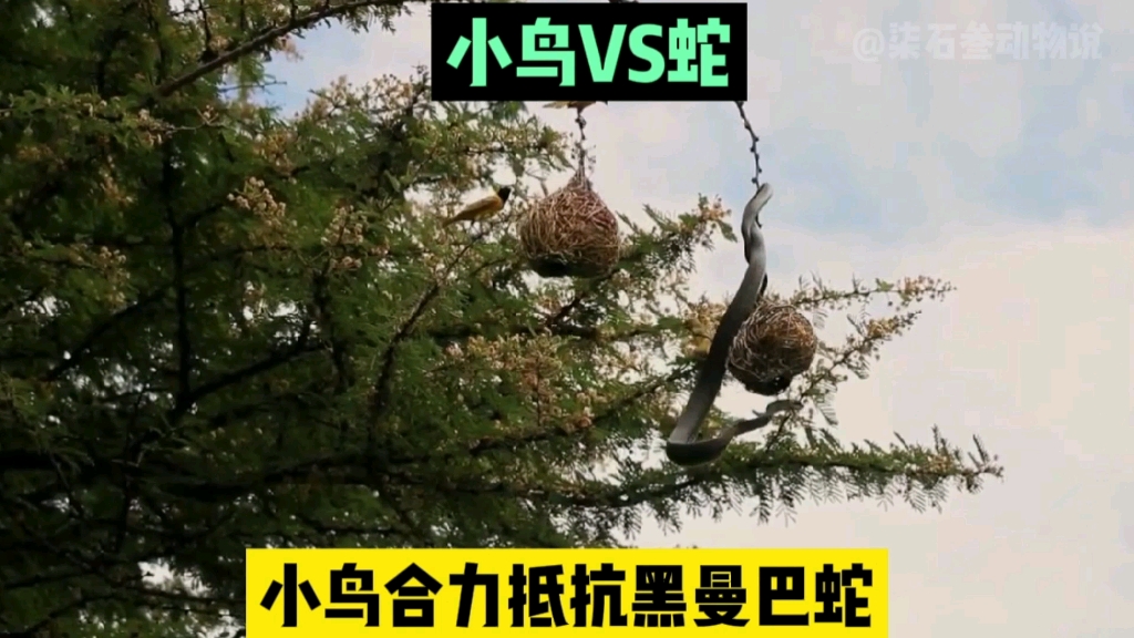 活動作品為拯救鳥寶寶小鳥合力擊退黑曼巴蛇