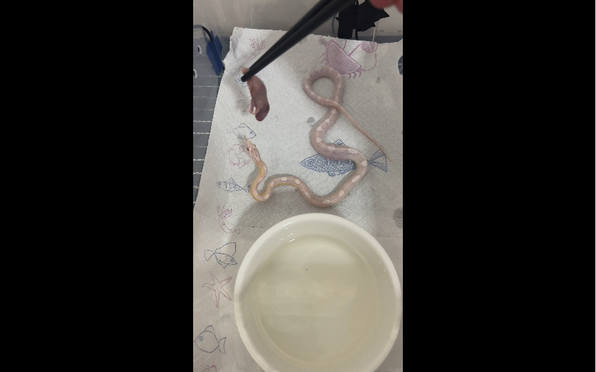 关于这个雪白圈玉米蛇确诊了隐孢子虫.