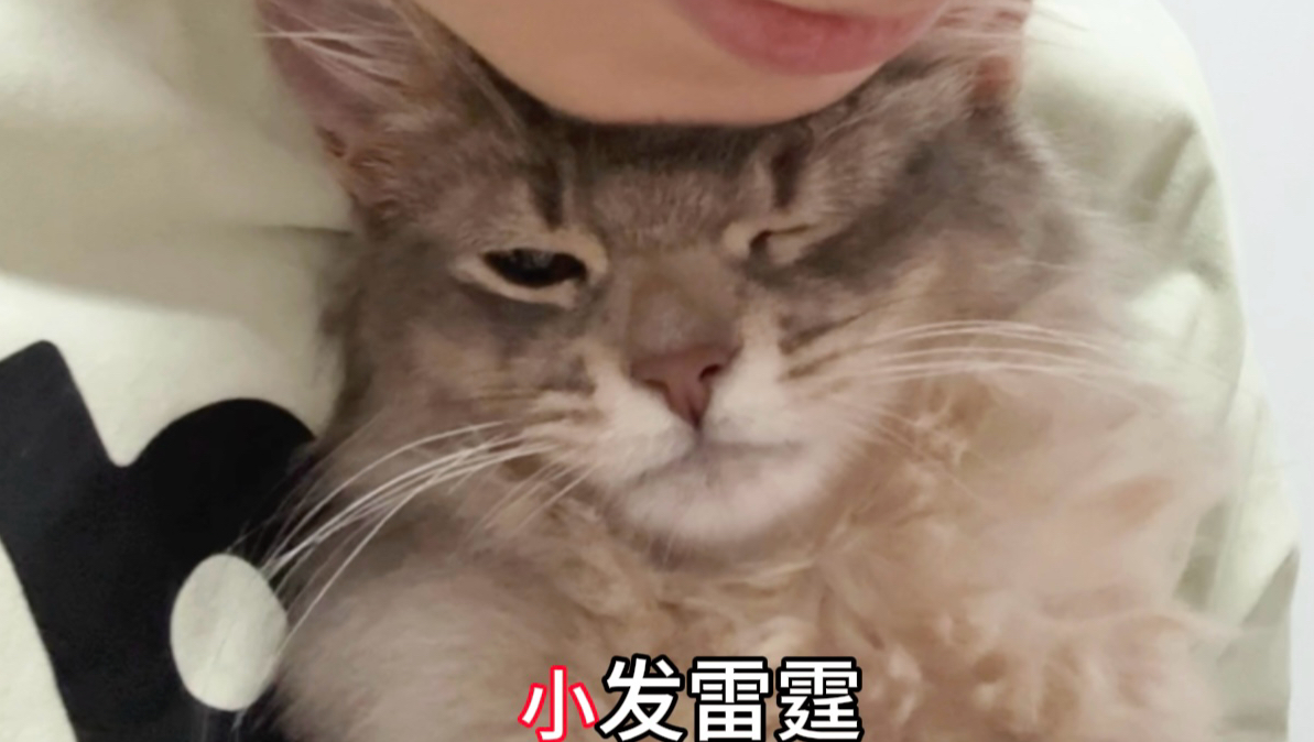 大发雷霆到不发雷霆,哼哼唧唧真可爱捏