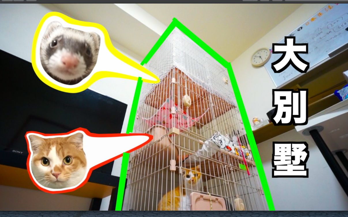 宠物塔笼大开箱!把猫和貂放在了一个三层大别墅里!哔哩哔哩bilibili