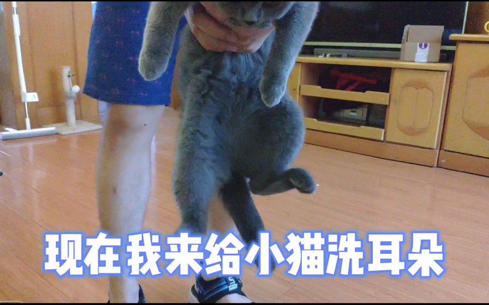 拒绝猫耳螨!三步教你给猫咪洗耳朵哔哩哔哩bilibili