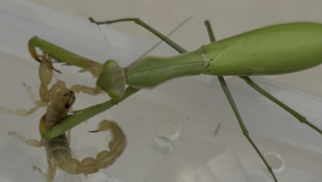 大母薄翅螳螂缠斗压成条斑钳蝎