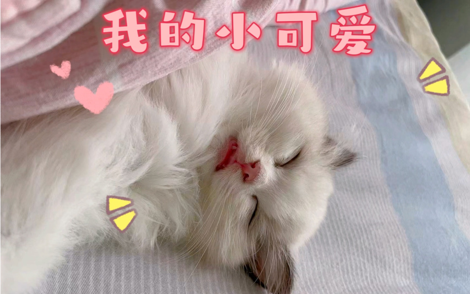 闺房之乐哔哩哔哩bilibili