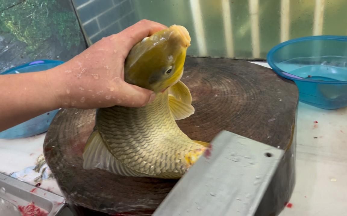 横县鱼生地道做法,3斤多野生黄肉鲤切片,入口鲜嫩爽口有嚼劲