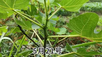 下载视频: 无花果的一生