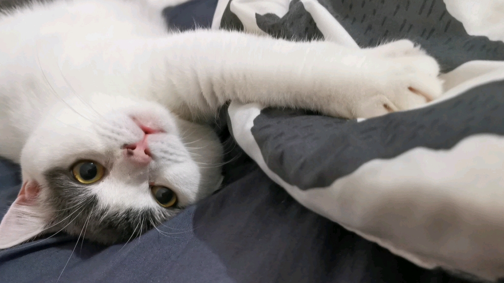 猫咪伸爪爪!太可爱啦!