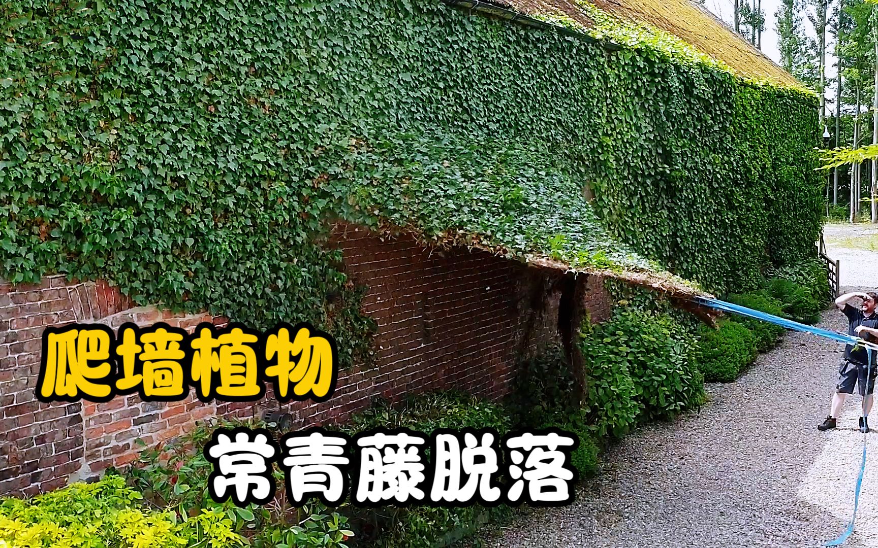 [图]为什么要花钱清理爬墙植物？整片常青藤脱落，过程相当解压