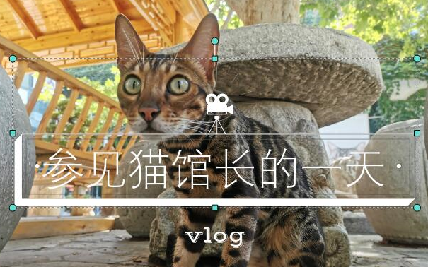 [图]vlog|观复博物馆里的猫馆长们