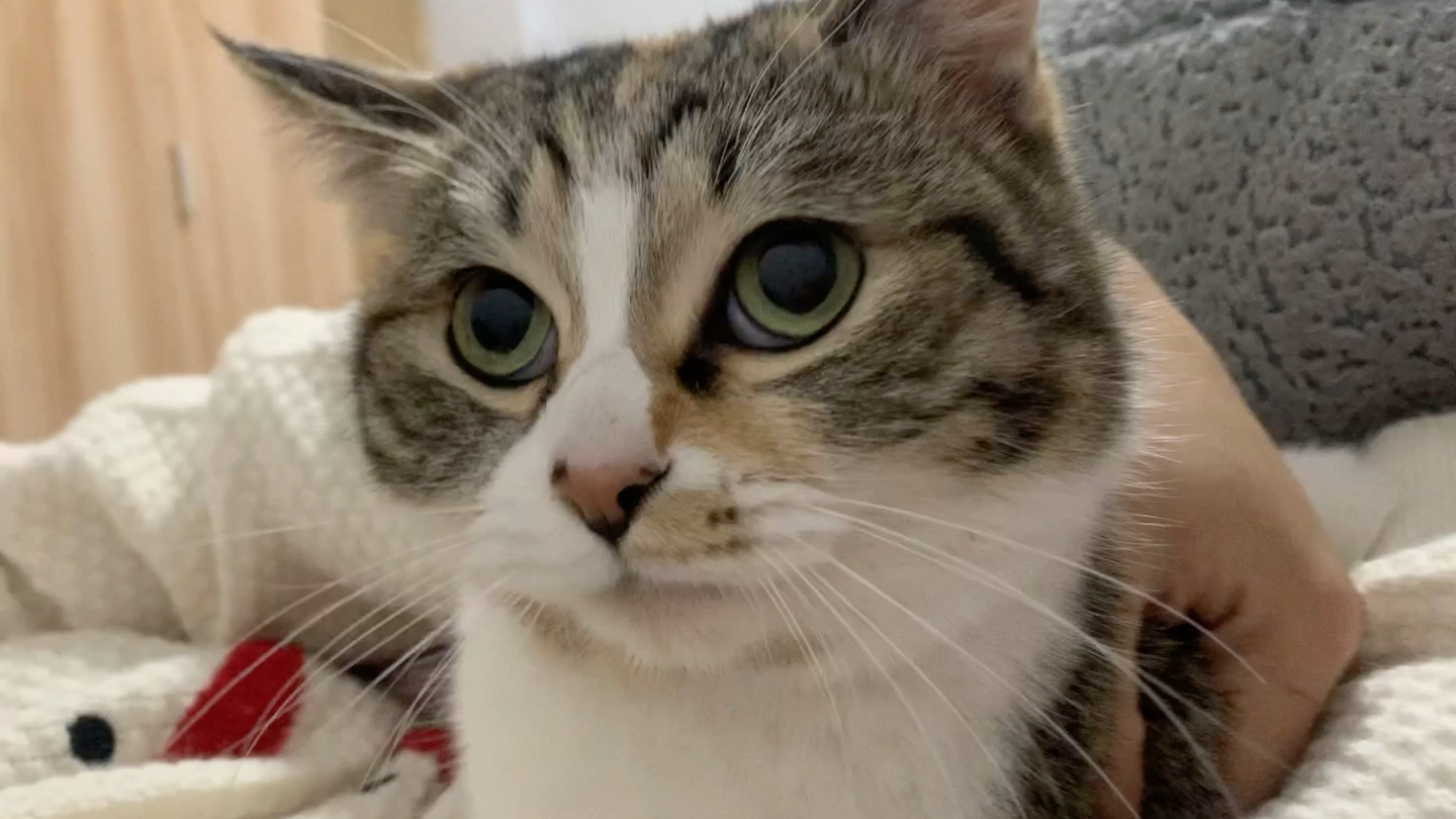 小猫咪漏气的声音好搞笑