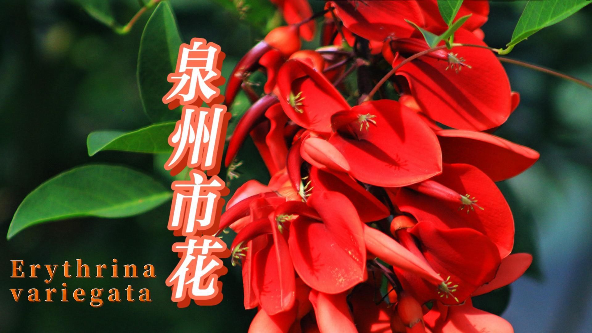 【泉州市】市花:刺桐花映古桐城