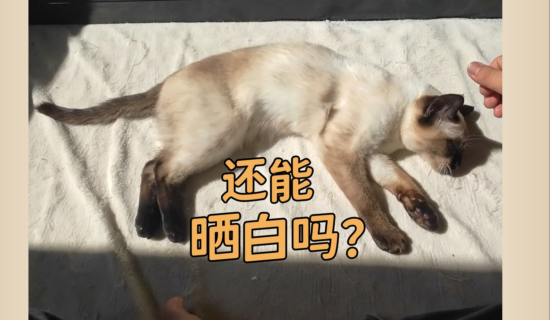 冬日挖煤猫的美白计划哔哩哔哩bilibili