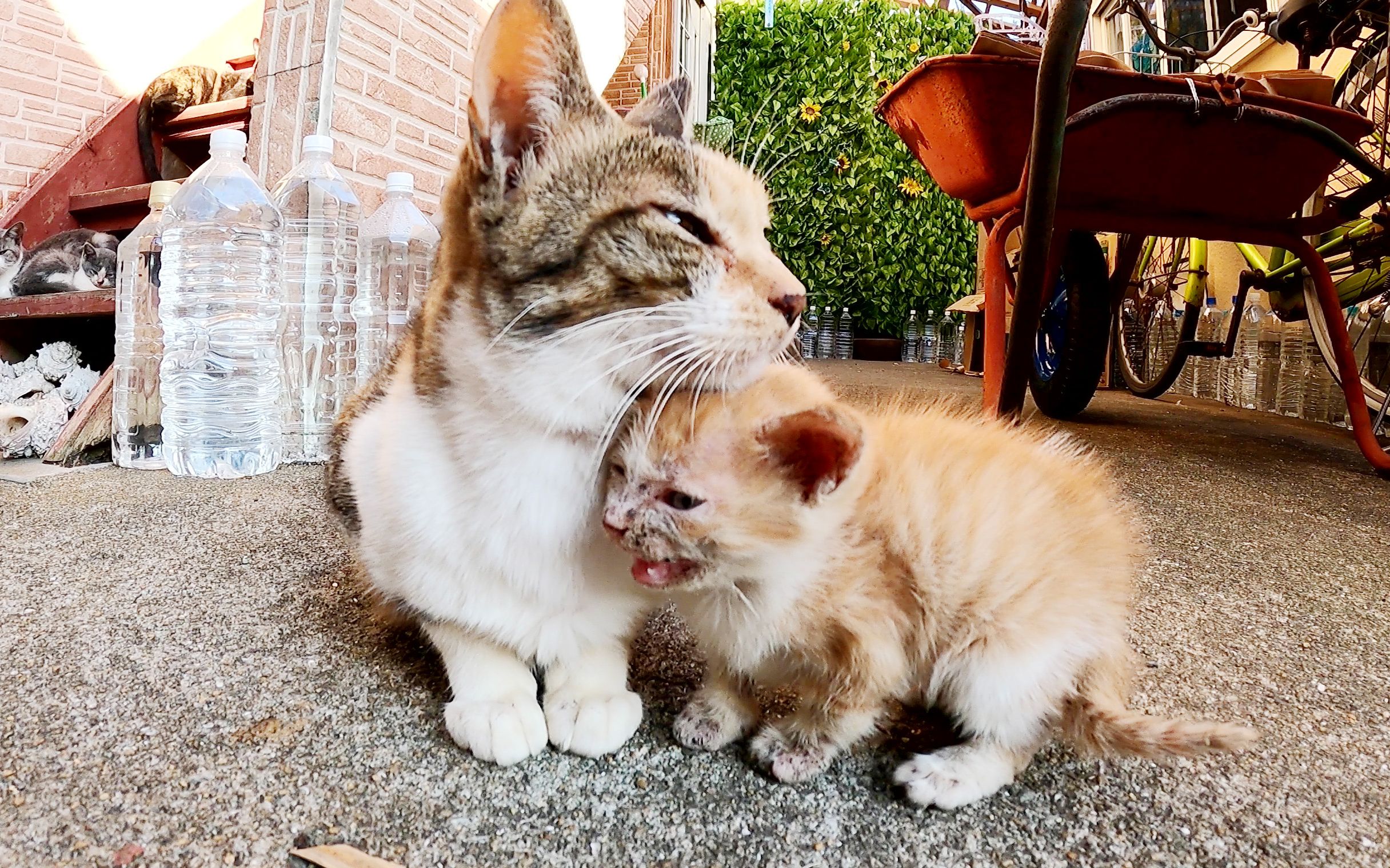 三毛猫妈妈叼着蹒跚学步的小奶猫回家啦