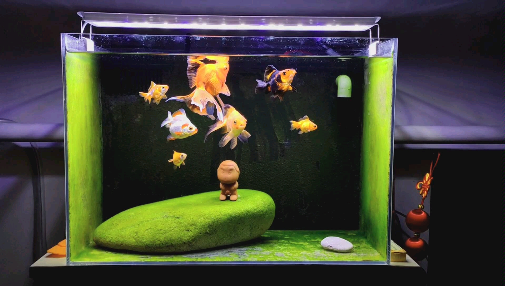 鎏金缸绿苔初成.