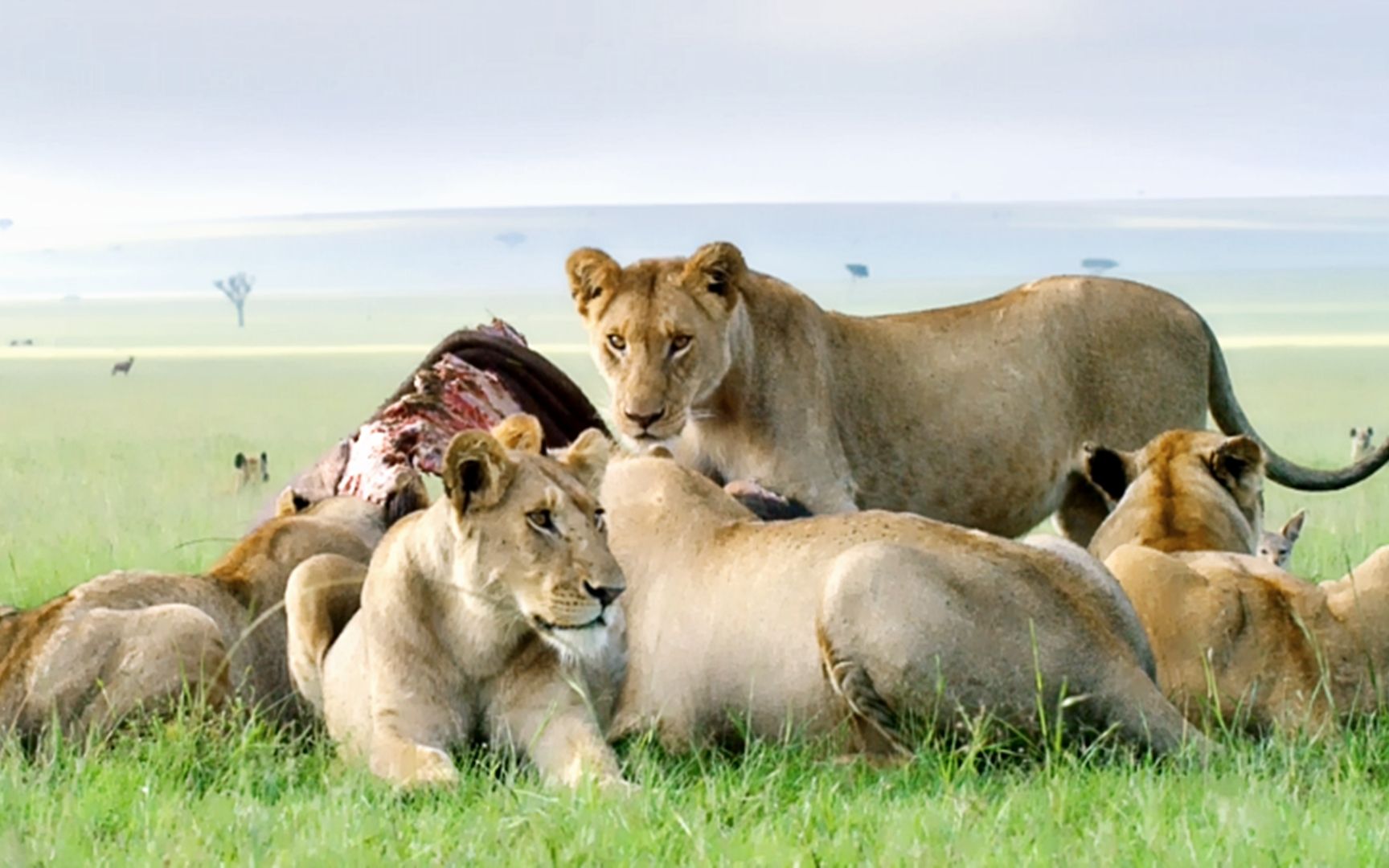 狮女王孤身养活8只幼崽重振狮群创逆境生存奇迹