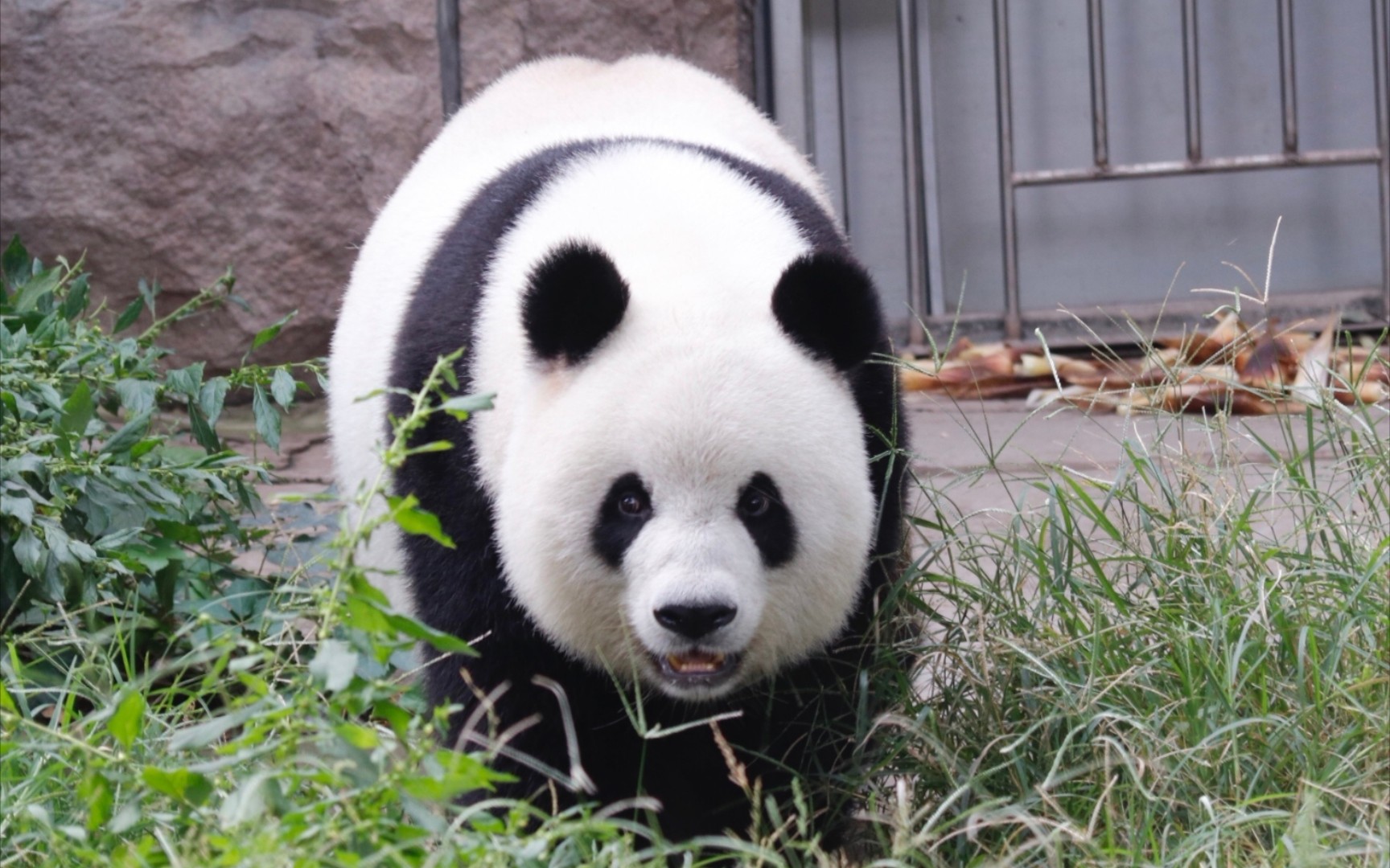 【大熊猫萌萌】萌萌姐吃的可香可香啦(`99ω9907)库存库存