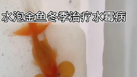 水泡金鱼冬季治疗水霉病 亚甲基蓝 哔哩哔哩 Bilibili 水泡金鱼冬季治疗水霉病 亚甲基蓝 哔哩哔哩 Bilibili