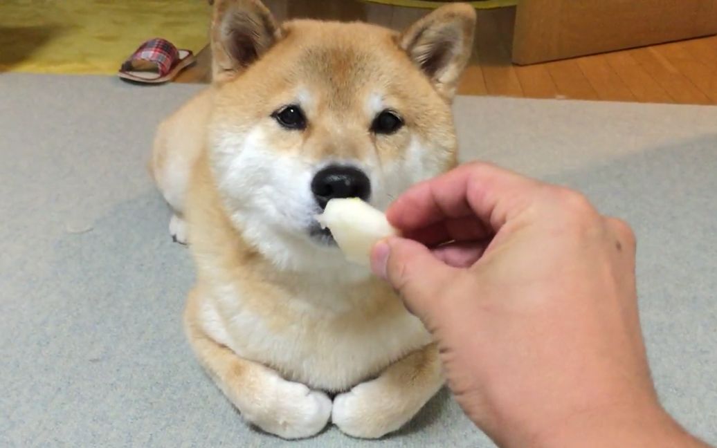 [柴犬maru的日常]摆好农民揣姿势来吃梨( ^ω^)yummy