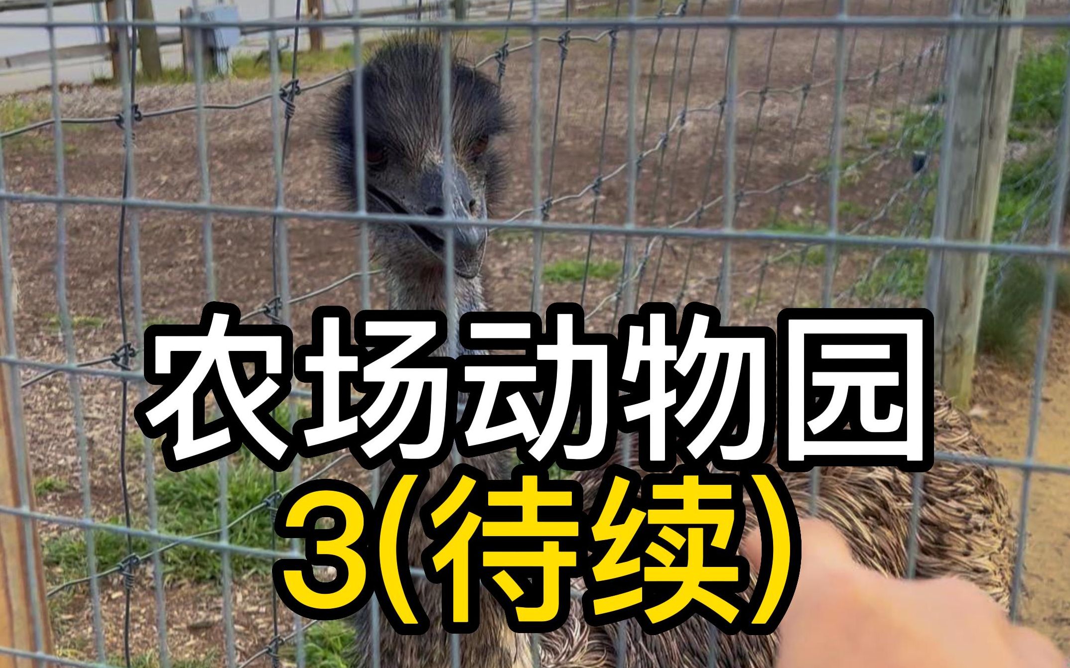 太阳花农场动物园3(待续) @纽约大叔看世界