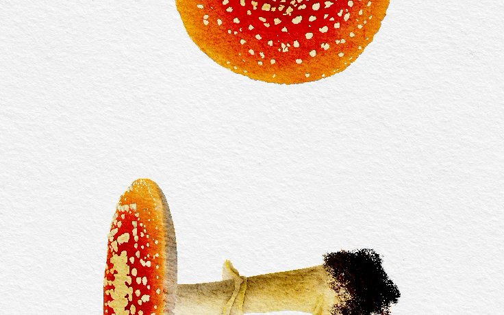 【ipad 绘画过程】毒蘑菇.黄鳞鹅膏菌——有毒,不可食用