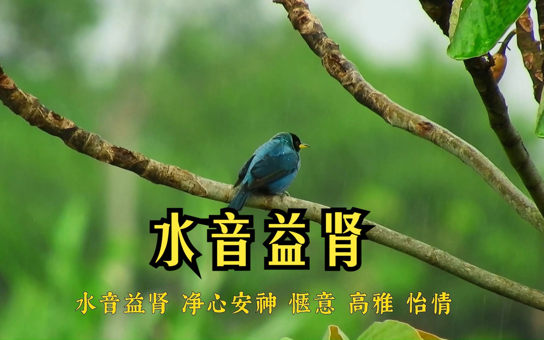 五音疗愈水音益肾 净心安神,惬意,高雅,怡情《平沙落雁》