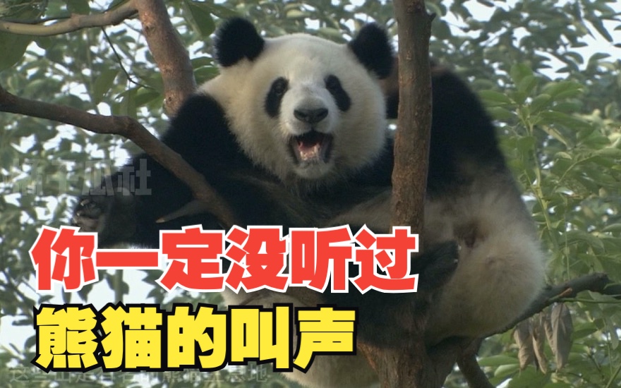 熊猫叫声mp3图片