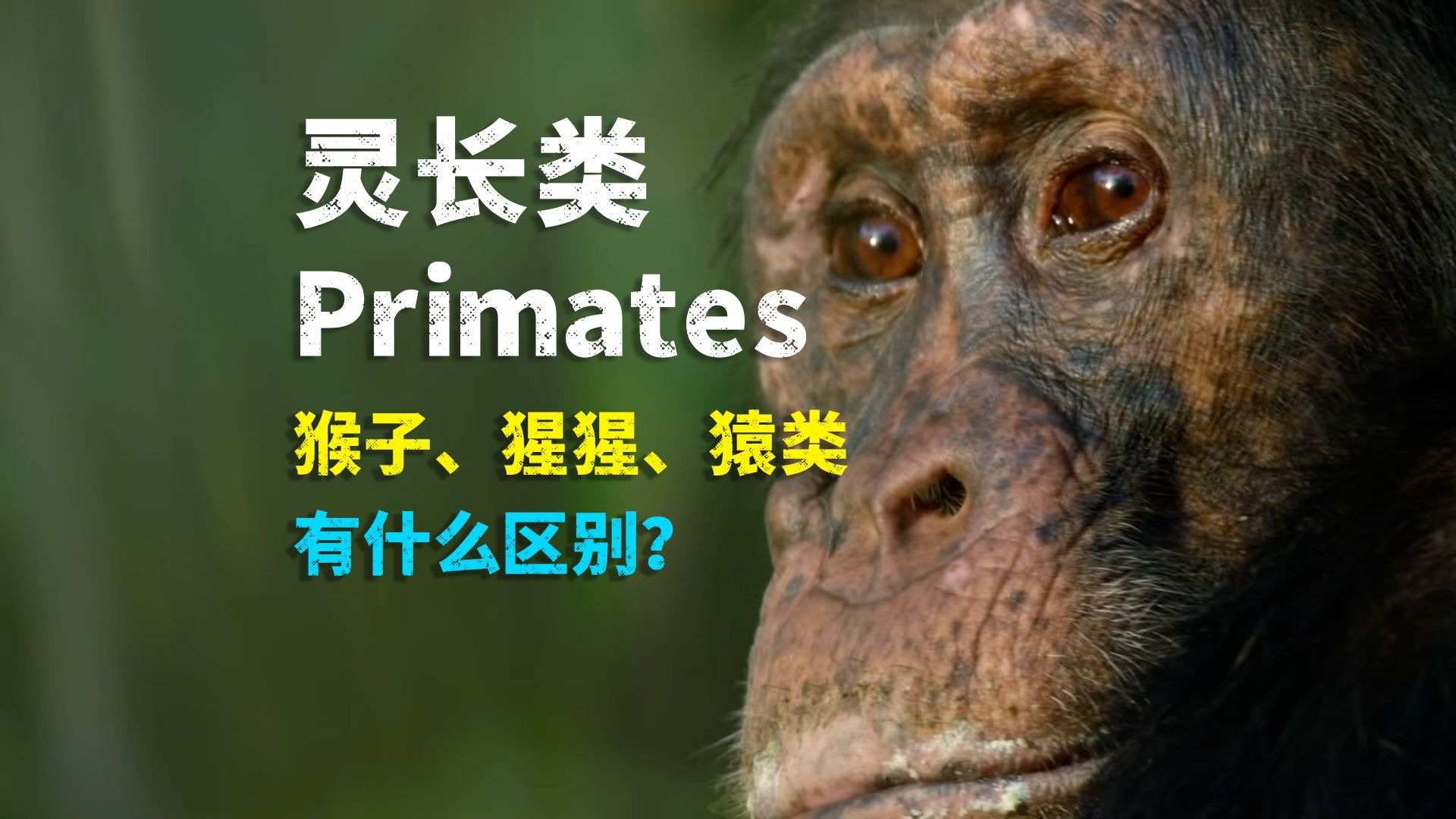 灵长类:猿、猴子、狒狒、猩猩到底有什么区别?-科普杂谈-科普杂谈-哔哩哔哩视频