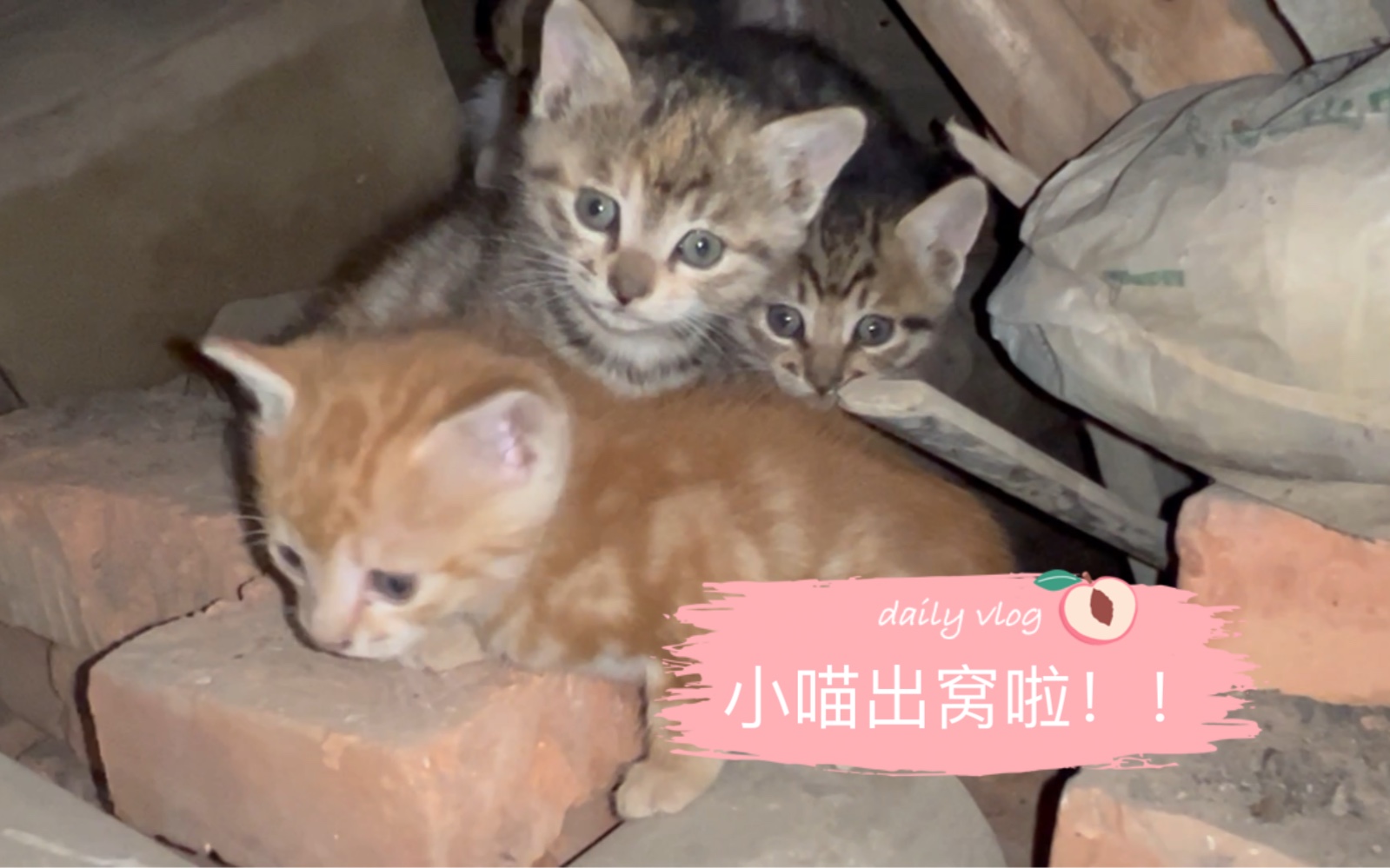 小猫一窝疯的出窝!哔哩哔哩bilibili