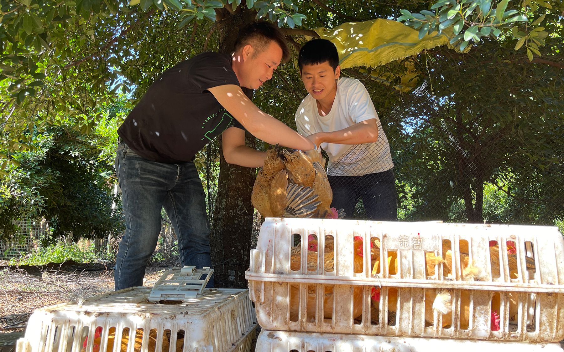 阿旺鸡场大卖,村里人不停的和阿旺订鸡,一个人就要了32只哔哩哔哩bilibili