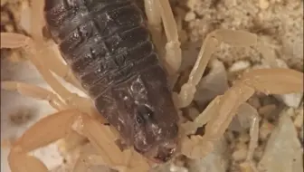东亚饲料蝎，但是满状态（
