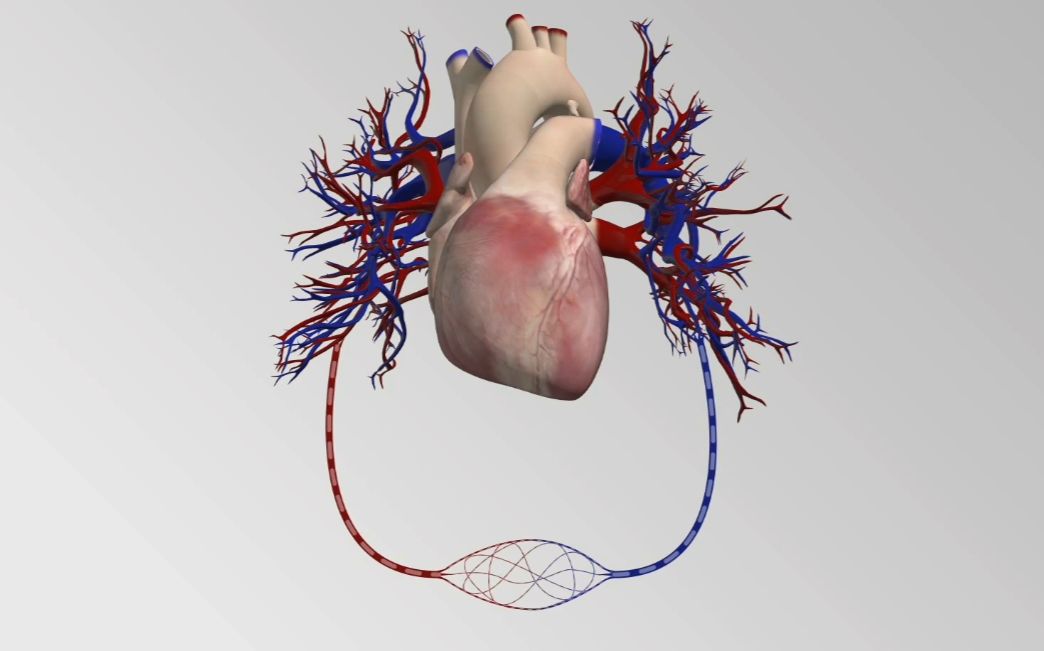 【3D演示】心血管系统(原版+字幕版)哔哩哔哩bilibili