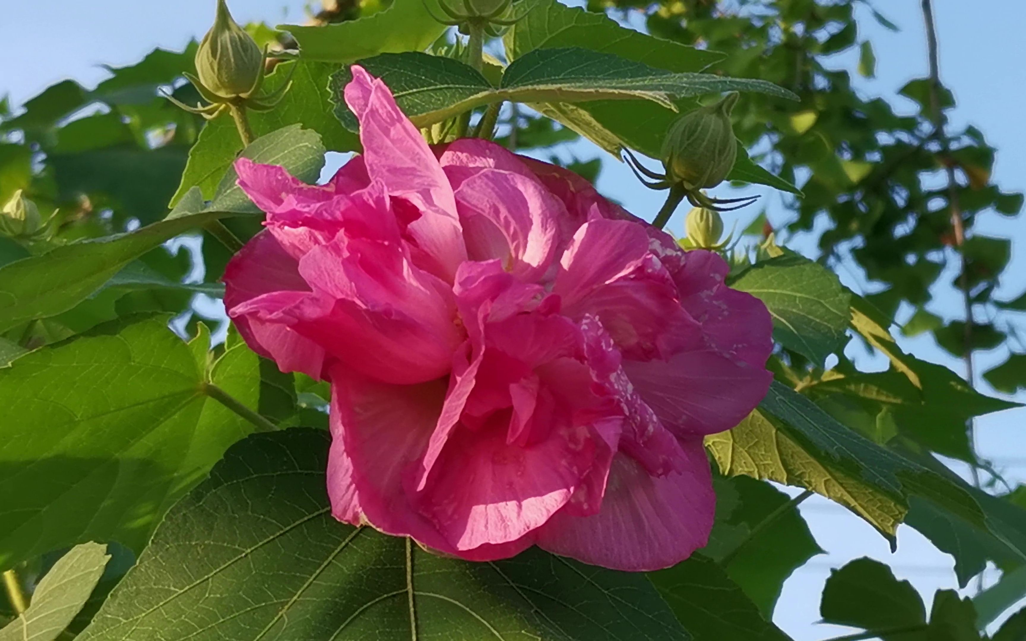 [图]芙蓉花即木芙蓉，成都“蓉城”和湖南“芙蓉国”之名均跟它有关