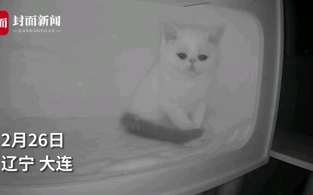 小猫发现兄弟姐妹都被抱走落泪哔哩哔哩bilibili