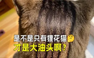 Descargar video: 🐱认识中国狸花猫，聪明绝顶的毛色之美💯