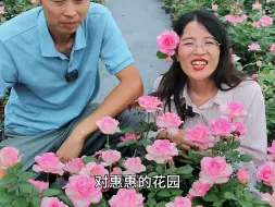 Download Video: 【惠惠的花园】甜美的双色月季-“糖果雪山” 勤花复花快，多季节重复开花，直立性好，刺少，耐热性好，夏日花型和颜值依旧美丽