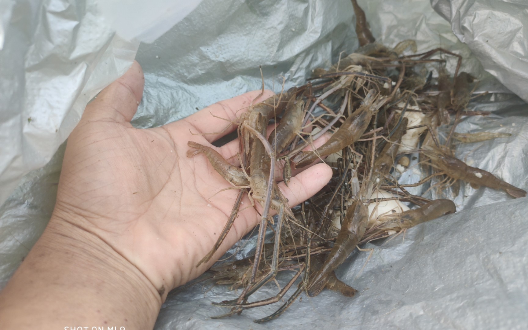 下了一天的地笼收获不错,让老妈做一顿美味还是挺香的!