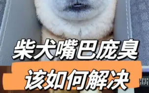 Download Video: 柴犬嘴巴庞臭该如何解决？