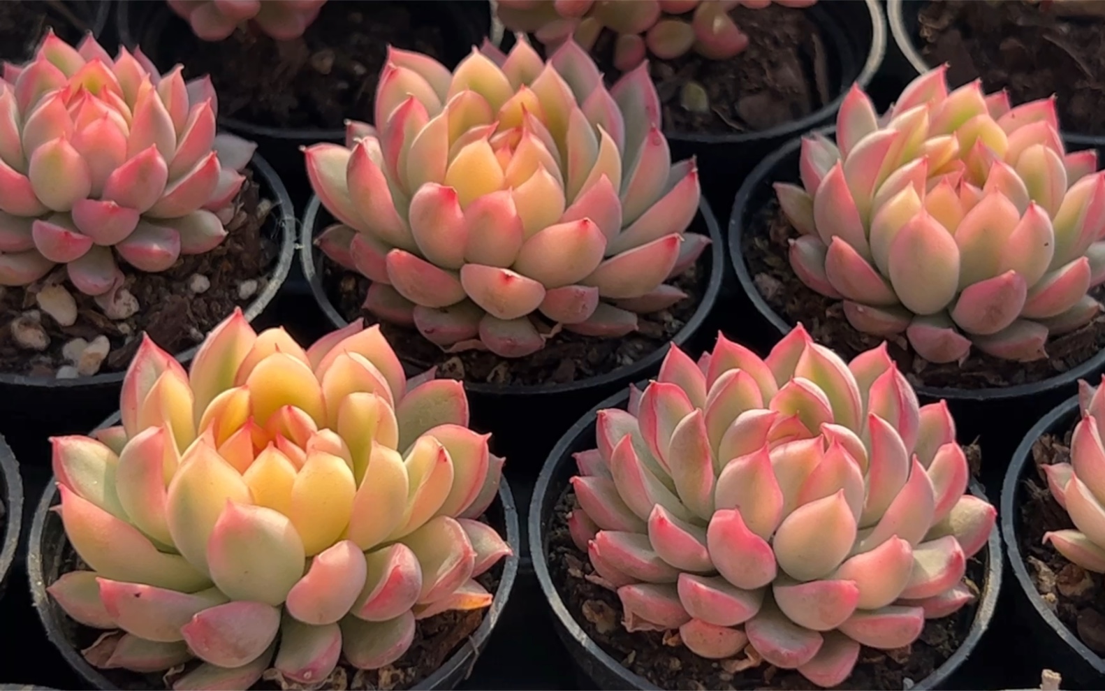 多肉女雏锦色彩斑斓又好养,粉色,黄色,绿色于一身太美了