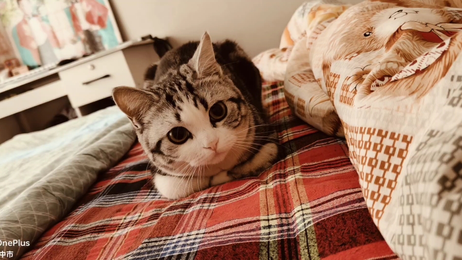 鬼鬼祟祟的小猫