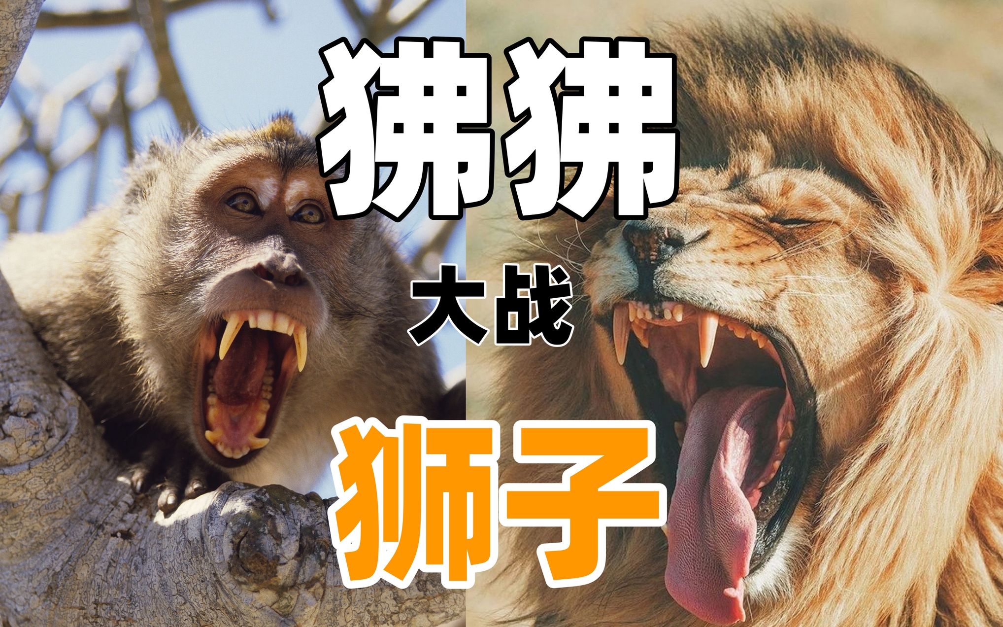 狒狒大战狮子
