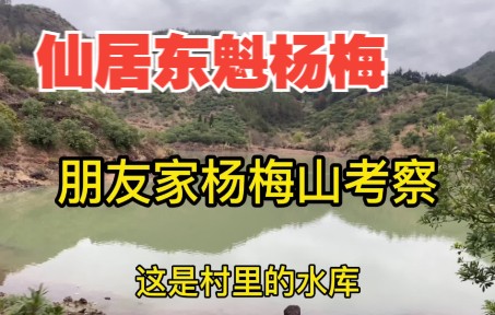 仙居东魁杨梅果园大叔承包了200多颗果树去看下果树长势哔哩哔哩bilibili